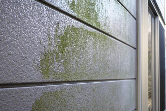 外壁の天敵!コケを綺麗に清掃する方法